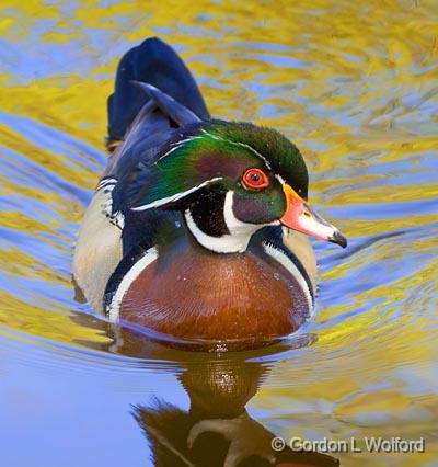 Giving Me The Eye_48622.jpg - Wood Duck (Aix sponsa)Photographed near Ottawa, Ontario - the Capital of Canada.